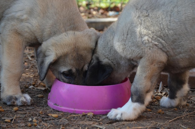 Jak karmić owczarka podhalańskiego, by czuł się zdrowo?
